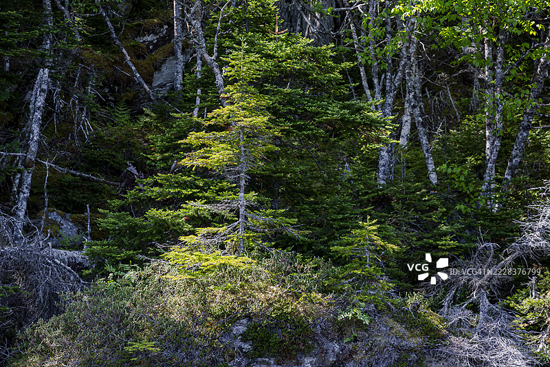 在针叶林的边缘图片素材