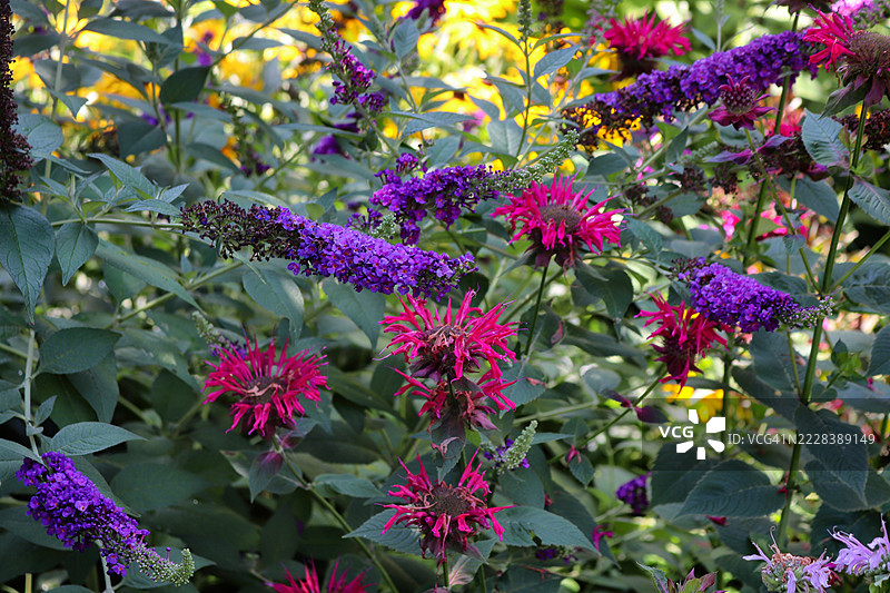 你的蝴蝶花园 - 蜜蜂香草和蝴蝶灌木图片素材