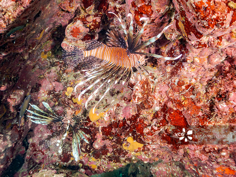 红狮子鱼，飞鱼。海洞中的鱼群。图片素材