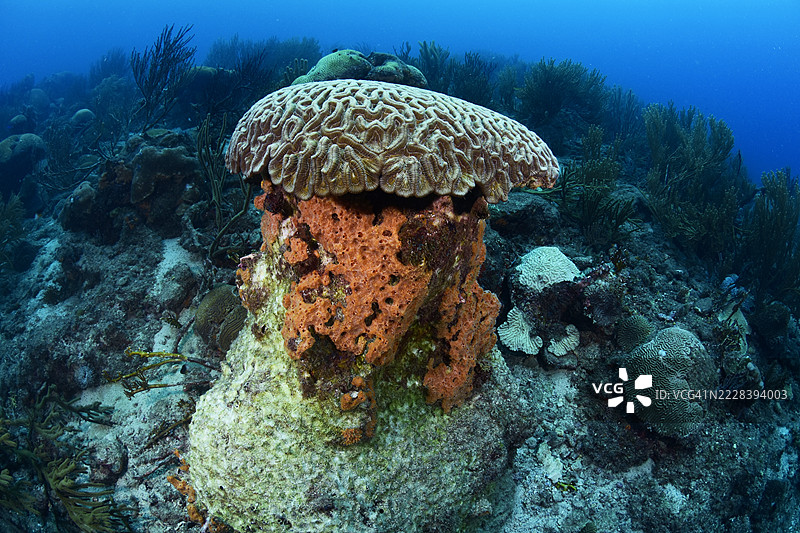 脑珊瑚。图片素材