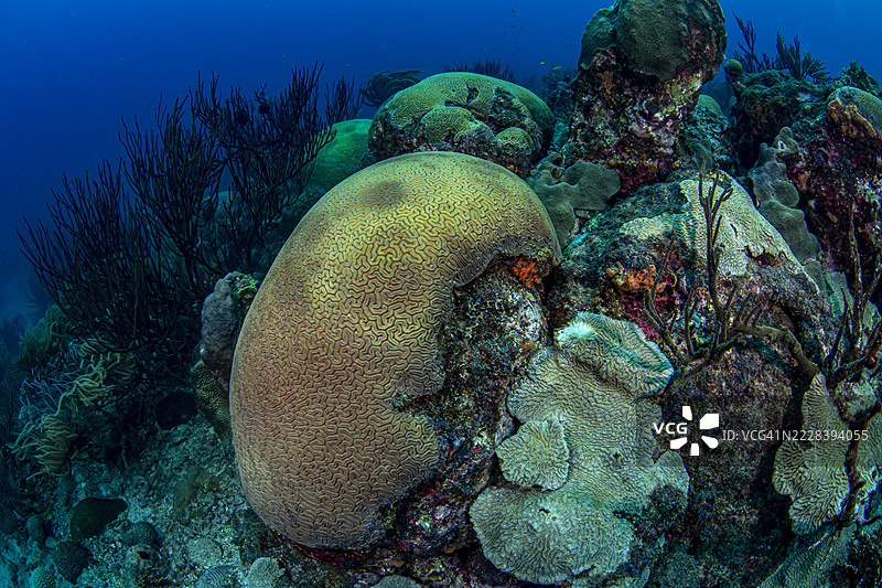 脑珊瑚。图片素材