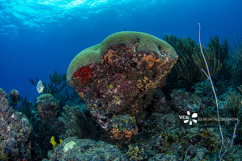脑珊瑚。图片素材