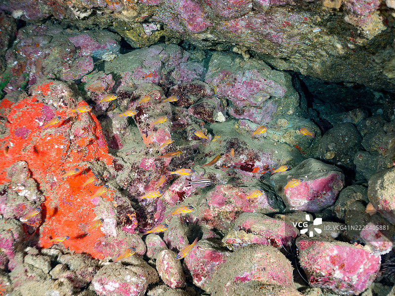 一群美丽的南方橙线红雀鱼（Ostorhinchus properuptus）幼鱼和其他幼鱼。雄鱼将卵含在嘴里并保护它们直到孵化。图片素材