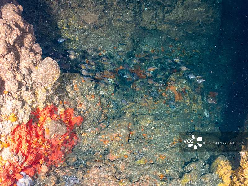 一群美丽的黑条扫鱼（Pempheris schwenkii）、斑点嘴红雀鱼（Ostorhinchus notatus）和其他幼鱼在水下洞穴中。图片素材