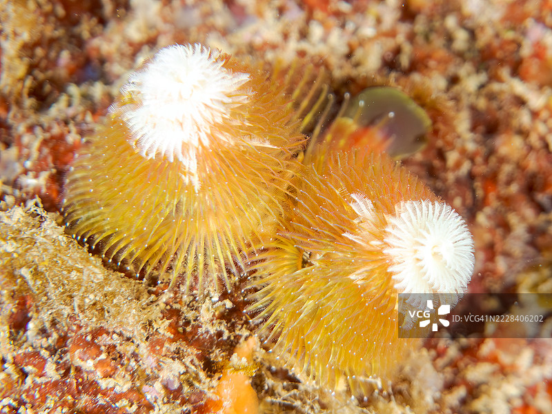 美丽的花朵状圣诞树虫(Spirobranchus giganteus)是珊瑚的寄生虫。这种昆虫的鳃属于毛虫科。图片素材