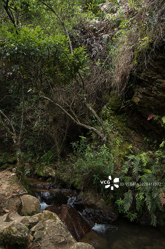 在哥伦比亚博亚卡省的维拉德莱瓦，伊瓜克野生动物和植物保护区的圣佩德罗伊瓜克徒步旅行路线上的萨奇卡河图片素材