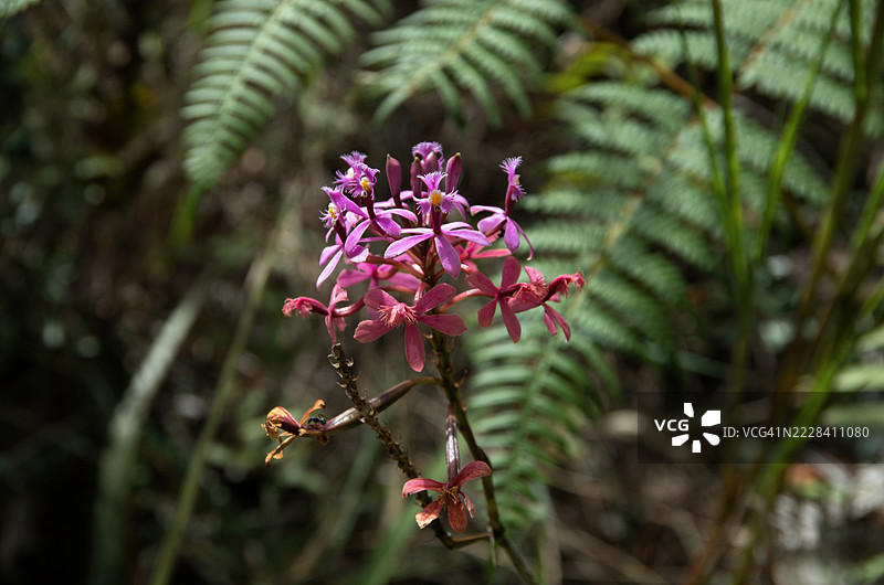 在哥伦比亚博亚卡省维拉德莱瓦的伊瓜克野生动物和植物保护区盛开的蜘蛛舌兰（Epidendrum arachnoglossum）图片素材