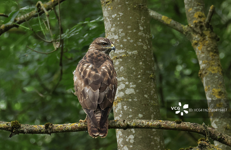 一只苍鹰（Buteo buteo）栖息在树枝上。图片素材