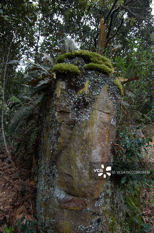 在哥伦比亚博亚卡省的维拉德莱瓦，伊瓜克野生动物和植物保护区的圣佩德罗伊瓜克徒步旅行小径旁，覆盖着苔藓和地衣的岩石图片素材