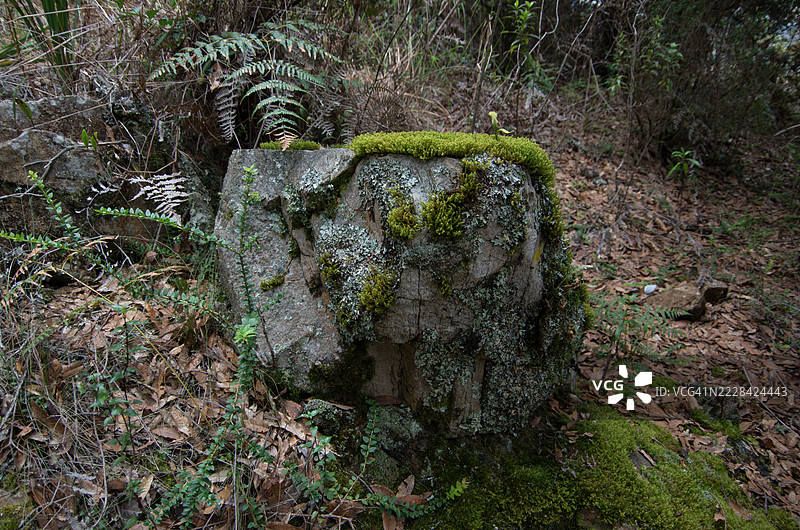 在哥伦比亚博亚卡省的维拉德莱瓦，伊瓜克野生动物和植物保护区的圣佩德罗伊瓜克徒步旅行小径上，覆盖着苔藓和地衣的岩石图片素材