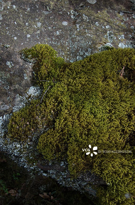 哥伦比亚博亚卡省维拉德莱瓦的伊瓜克野生动物和植物保护区岩石上的苔藓和地衣图片素材