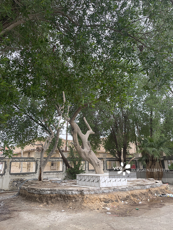 阿尔库尔纳南部的所谓知识之树，也被称为亚当之树的广角镜头图片素材