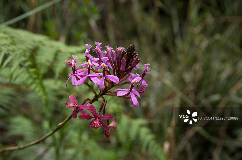 在哥伦比亚博亚卡省维拉德莱瓦的伊瓜克野生动物和植物保护区盛开的蜘蛛舌兰（Epidendrum arachnoglossum）图片素材