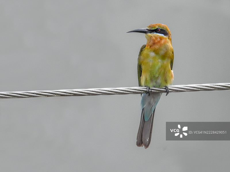 蓝颊蜜蜂吃鸟（Merops persicus）图片素材