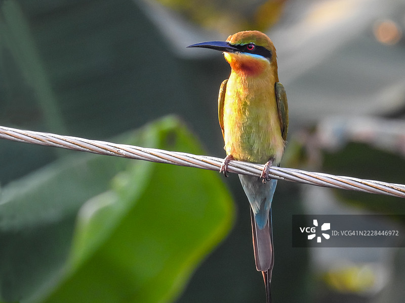 蓝颊蜜蜂吃鸟（Merops persicus）图片素材