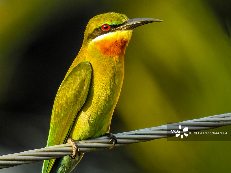 蓝颊蜜蜂吃鸟（Merops persicus）图片素材