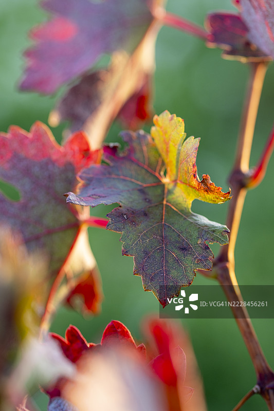 在拉里奥哈，秋末色调的葡萄叶与绿色背景相映成趣图片素材