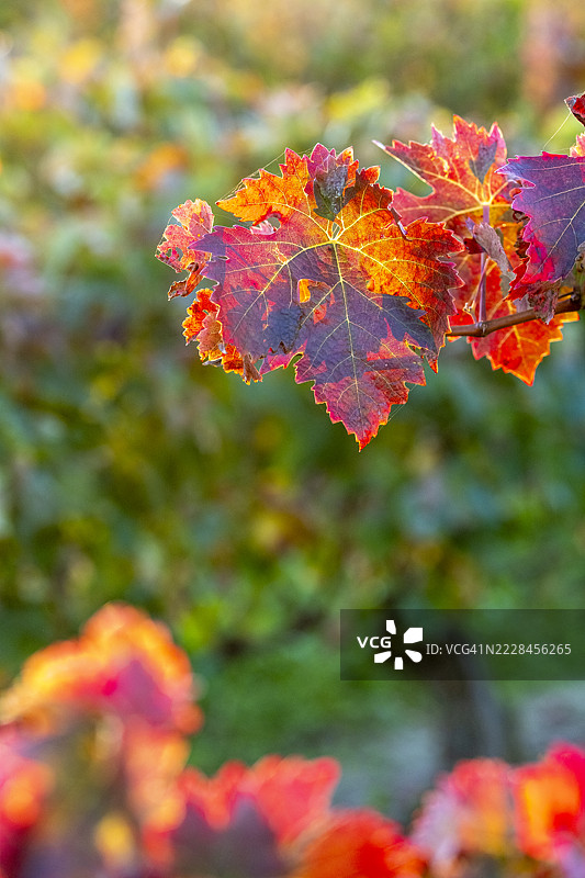 秋天的葡萄藤在绿色和红色交织中呈现出鲜艳的变化，拉里奥哈图片素材