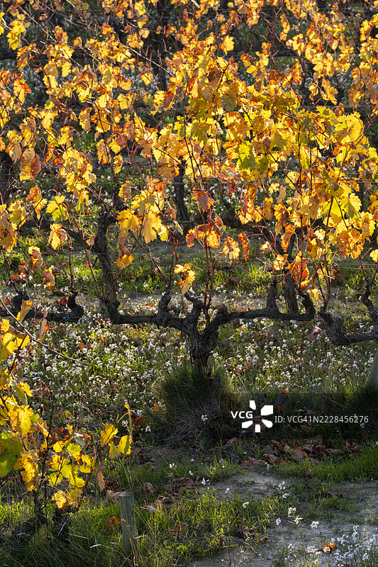 金色秋季的藤蔓在拉里奥哈葡萄园中形成图案图片素材
