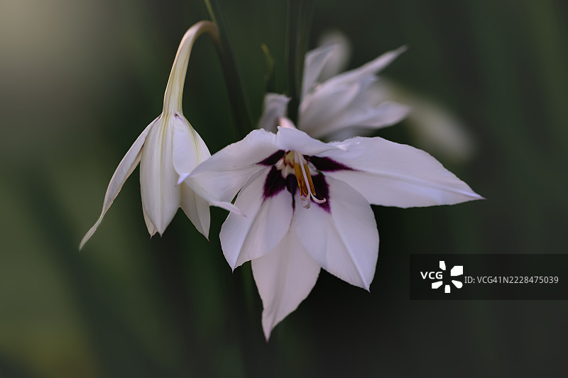 双色美丽兰花的花蕾与盛开的花朵图片素材