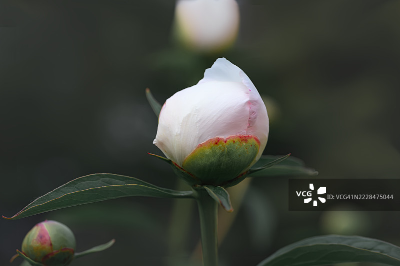 日晕牡丹花蕾图片素材