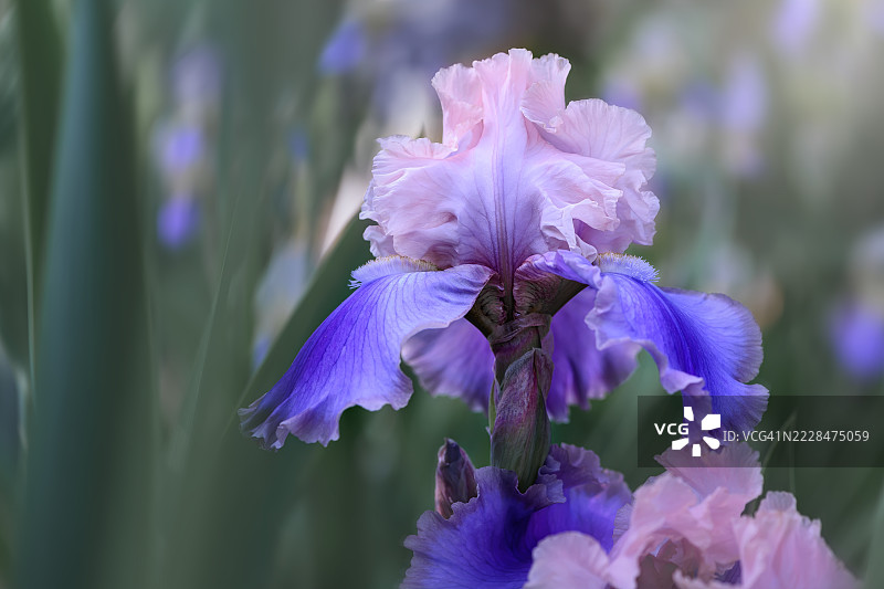 单朵佛罗伦萨丝绸鸢尾花图片素材