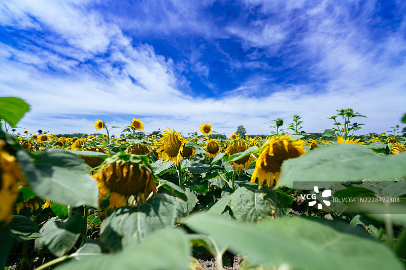 阳光明媚的夏日天空下的向日葵图片素材