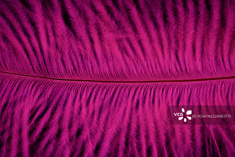 黑色背景上的粉色羽毛特写，作为抽象背景。图片素材