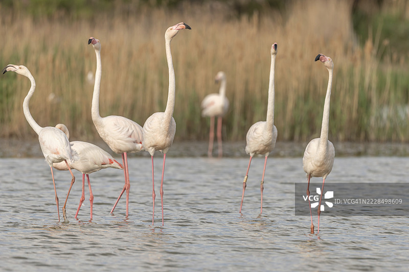 一群火烈鸟在湿地栖息地中进行全面的求偶展示,阳光明媚。这个场景捕捉了宁静环境中的野生动物精髓。法国普罗旺斯-阿尔卑斯-蓝色海岸的阿尔勒圣玛丽德拉梅尔。图片素材