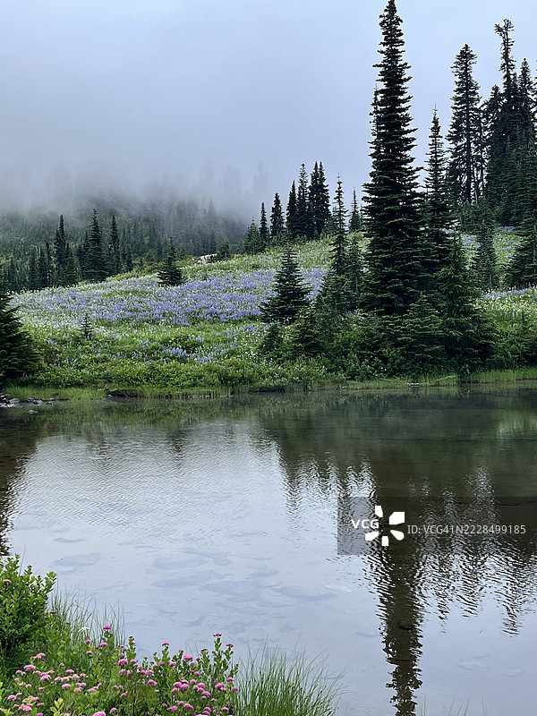 野花环绕着雾气弥漫的提普索湖图片素材