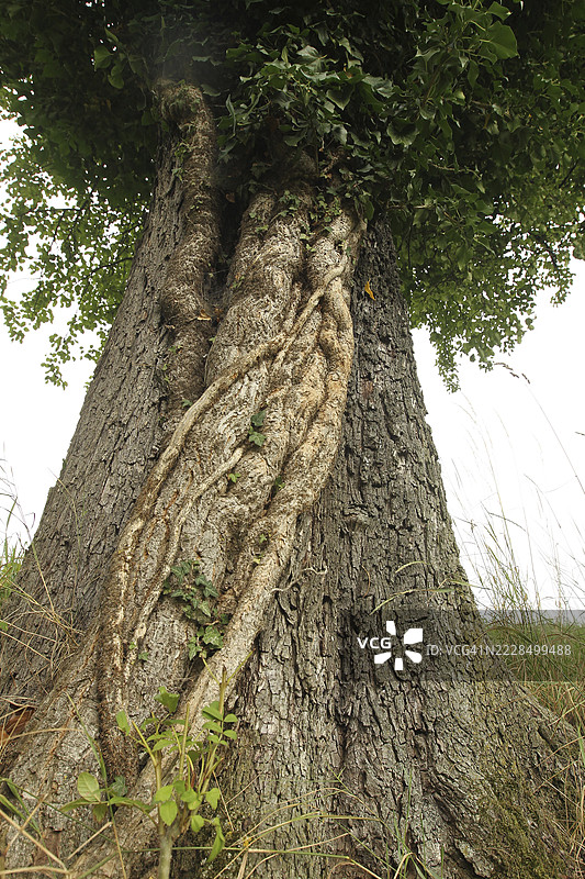 常春藤（五加科）用手臂粗的根部攀爬在一棵老梨树（梨属）上，奥地利下奥地利州，莫斯特维尔特尔。图片素材