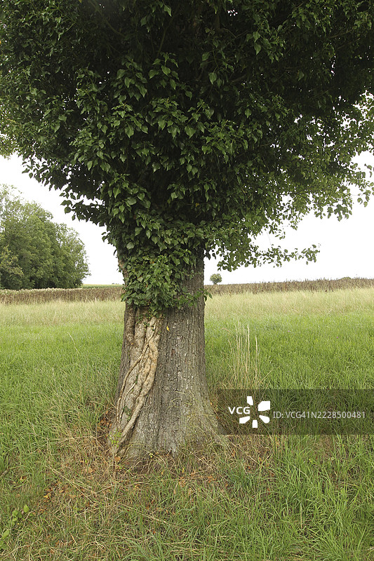 常春藤（五加科）用手臂粗的根部攀爬在一棵老梨树（梨属）上，奥地利下奥地利州，莫斯特维尔特尔。图片素材