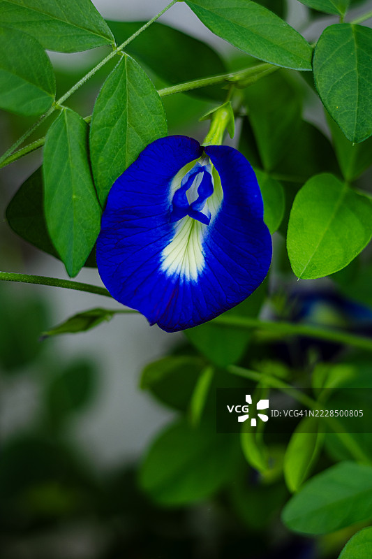蓝色蝶豆花（Aparajita）与绿色叶子图片素材