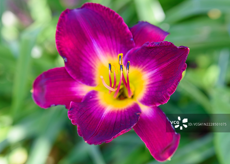 萱草花园植物植物学图片素材