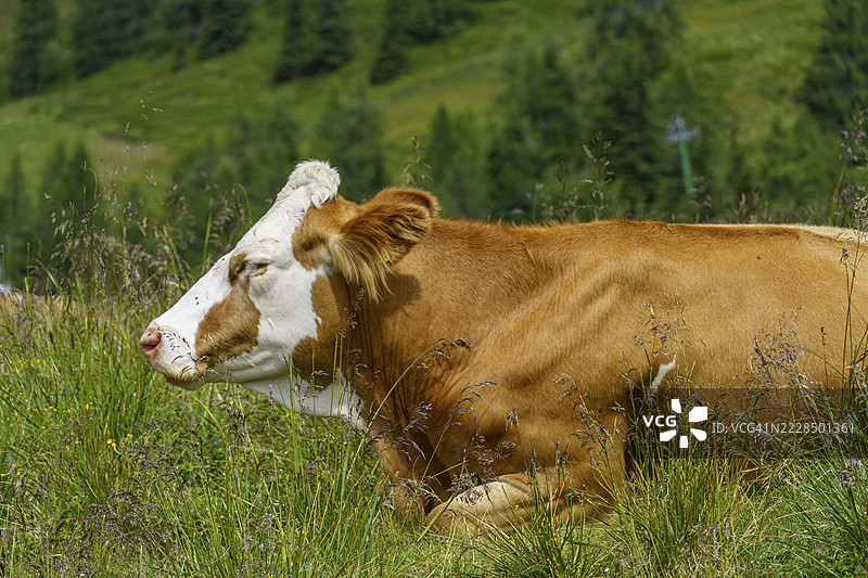 一头棕白相间的牛躺在绿草如茵的草地上,背景是阿尔卑斯山脉,地点为奥地利卡林西亚州的巴德克莱因基希姆。图片素材