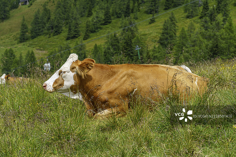 一头牛躺在草甸上，周围是绿色的山丘和自然风光，地点：奥地利卡林西亚州的巴德克莱因基希姆。图片素材