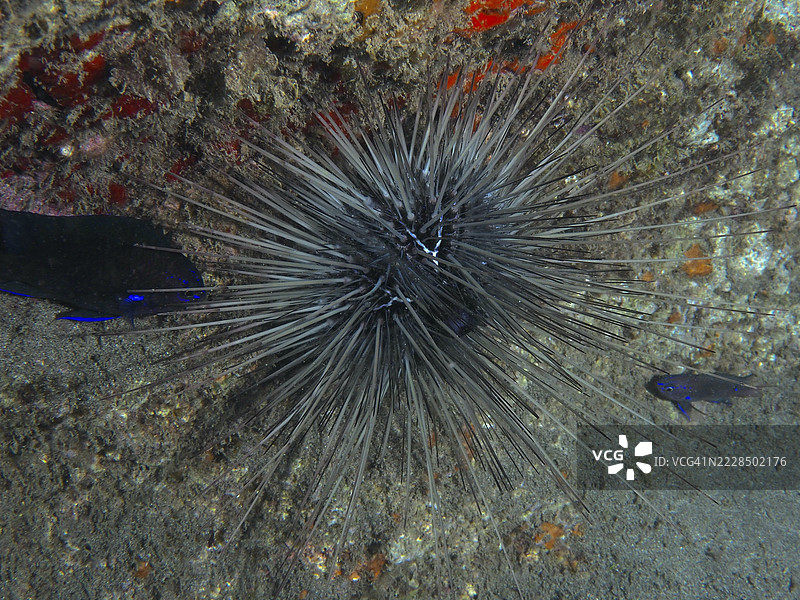 一只刺状冠海胆（Diadema antillarum）栖息在礁石上。潜水地点：西班牙特内里费岛洛斯克里斯蒂亚诺斯的海滩。图片素材