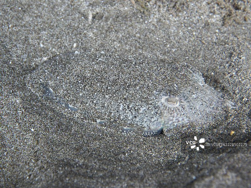 一只常见的墨鱼(Sepia officinalis)幼体,伪装在沙子中,肉眼难以识别。潜水地点:特内里费岛洛斯克里斯蒂亚诺斯的海滩,加那利群岛,西班牙。图片素材