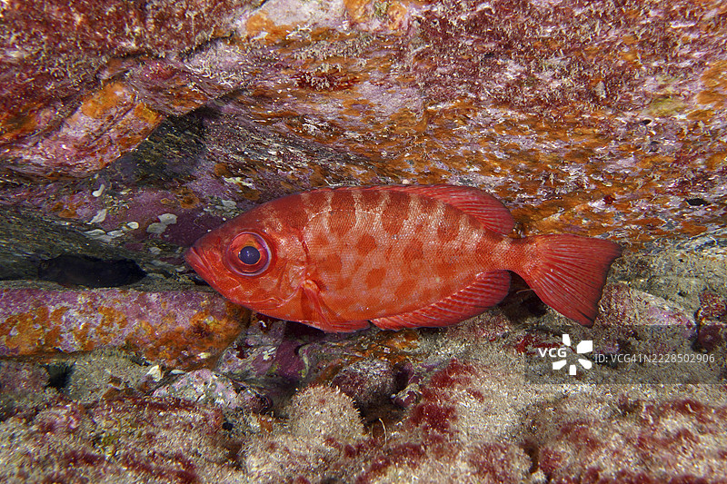 红色花纹的大眼玻璃鱼（Heteropriacanthus cruentatus）在彩色岩石前。潜水地点：特内里费岛拉斯加列塔斯的鲨鱼洞，西班牙加那利群岛。图片素材