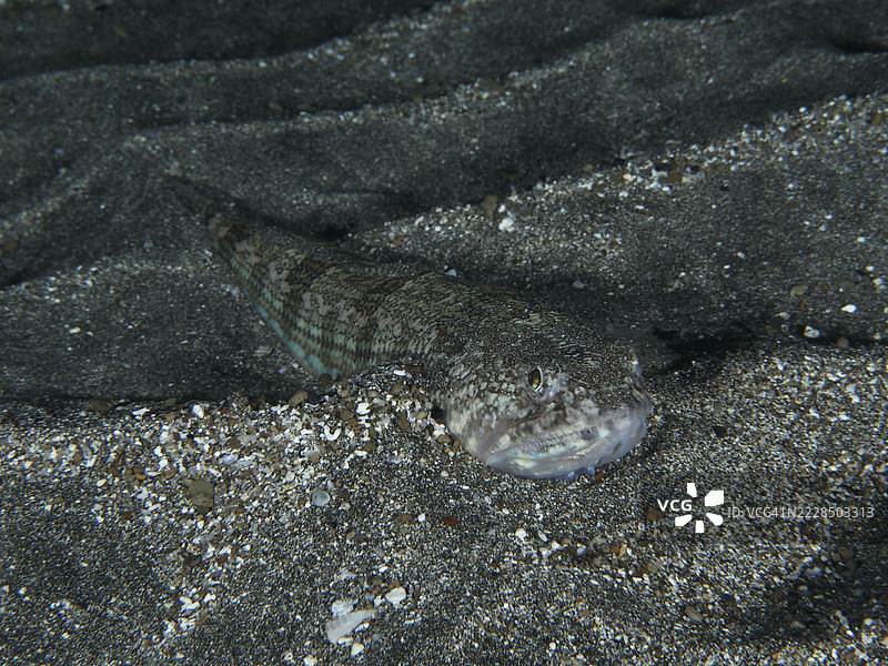 大西洋蜥蜴鱼(Synodus saurus)完美地伪装在海底灰色沙质底 substrate 上。潜水地点:特内里费岛洛斯克里斯蒂亚诺斯的海滩,加那利群岛,西班牙。图片素材