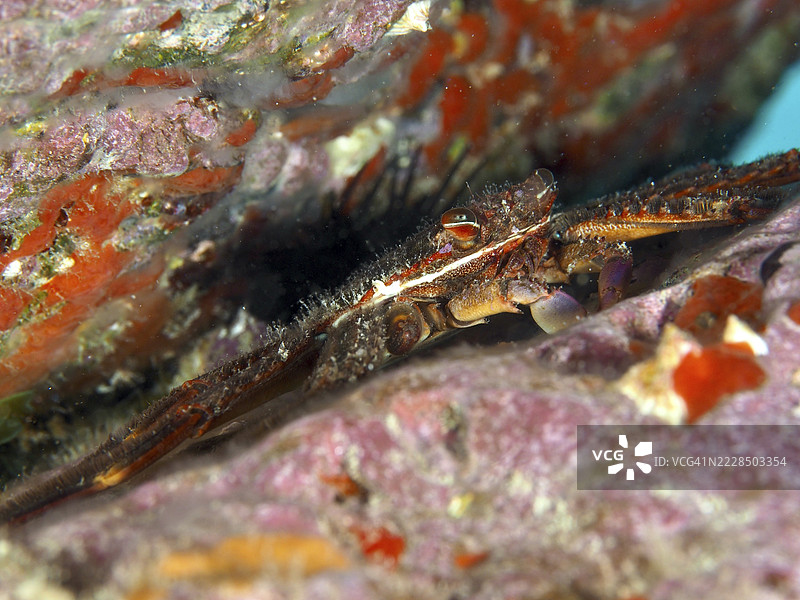 吃藻蟹（Percnon gibbesi）巧妙地藏在五彩斑斓的岩石缝隙中。潜水地点：马拉维拉，拉斯加列塔斯，特内里费，西班牙加那利群岛。图片素材