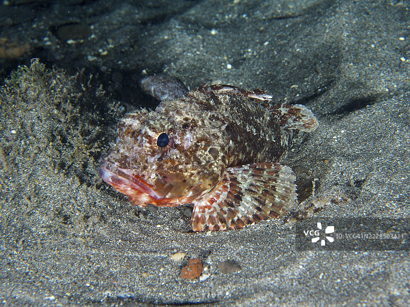一只黑色蝎子鱼（Scorpaena porcus）在夜间的沙底上静静地躺着。潜水地点：特内里费岛洛斯克里斯蒂亚诺斯的海滩，加那利群岛，西班牙。图片素材