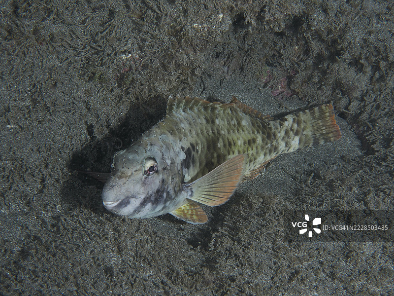 地中海鹦嘴鱼(Sparisoma cretense)在夜间躺在沙底。潜水地点:西班牙特内里费岛洛斯克里斯蒂亚诺斯的海滩。图片素材
