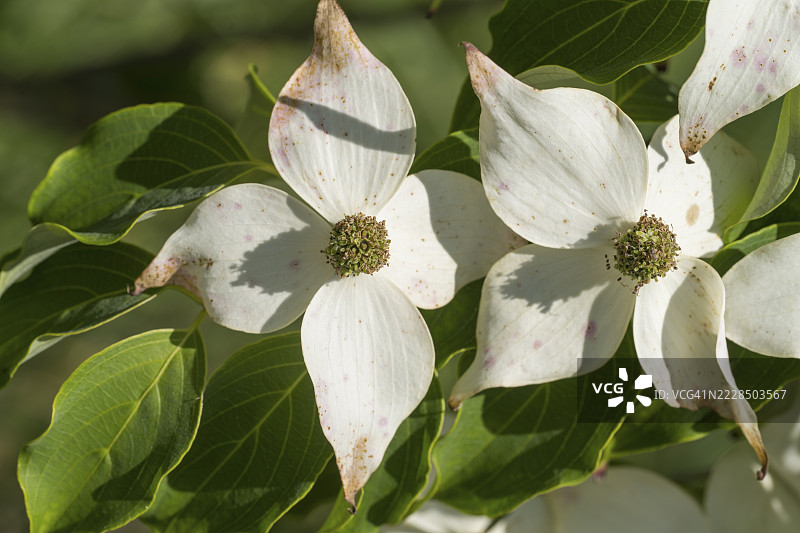 开花的山茱萸（Cornus kousa）花朵，白色花朵，德国北莱茵-威斯特法伦州图片素材