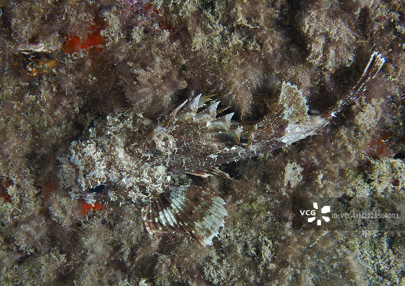 一只伪装的黑色蝎子鱼(Scorpaena porcus)隐藏在覆盖着藻类的海底。潜水地点:西班牙特内里费岛洛斯克里斯蒂亚诺斯的海滩。图片素材