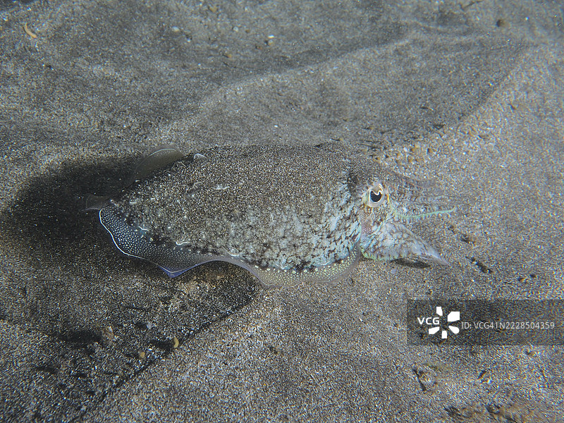 一只普通墨鱼(Sepia officinalis)幼体,静静地躺在海底,半埋在灰色沙子中。潜水地点:特内里费岛洛斯克里斯蒂亚诺斯的海滩,加那利群岛,西班牙。图片素材