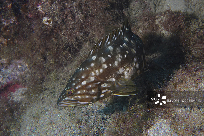 一只斑点通心鱼（Mycteroperca fusca）在海底的岩石附近游动。潜水地点：西班牙特内里费岛拉斯加列塔斯的黑角。图片素材