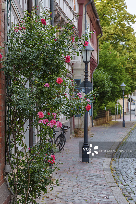 宁静社区中的鹅卵石街道，盛开的玫瑰和半木结构房屋，德国下萨克森州希尔德斯海姆图片素材