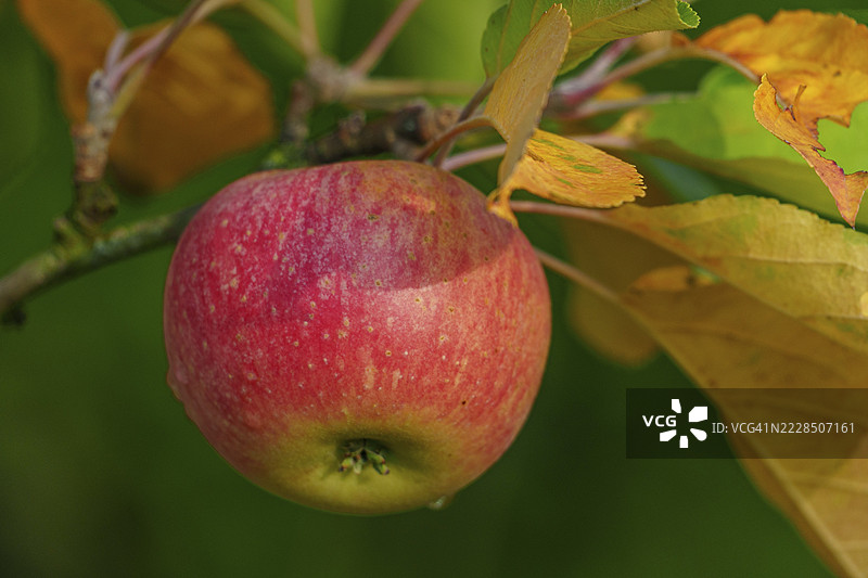 红苹果挂在树上，周围是秋天的树叶，韦塞克，明斯特地区，德国图片素材