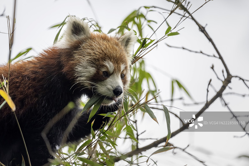 西方红熊猫（Ailurus fulgens），在尼泊尔科希省贾穆纳的辛加利拉国家公园吃竹子图片素材